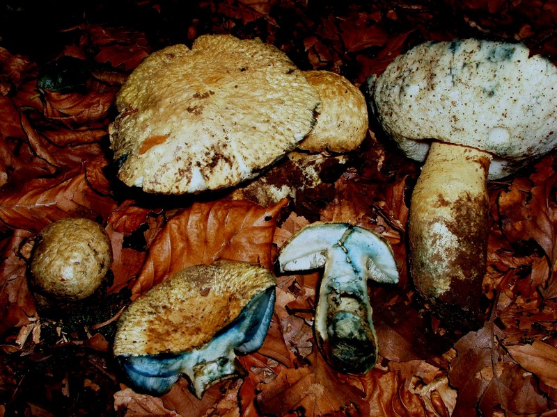 boletus da terminare